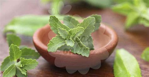 Stevia Planta Como Cultivar