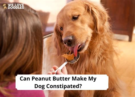 Can Peanut Butter Make My Dog Constipated 2023 We Love Doodles