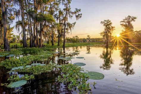 Louisiana Swamp Photographs Andy Crawford Photography