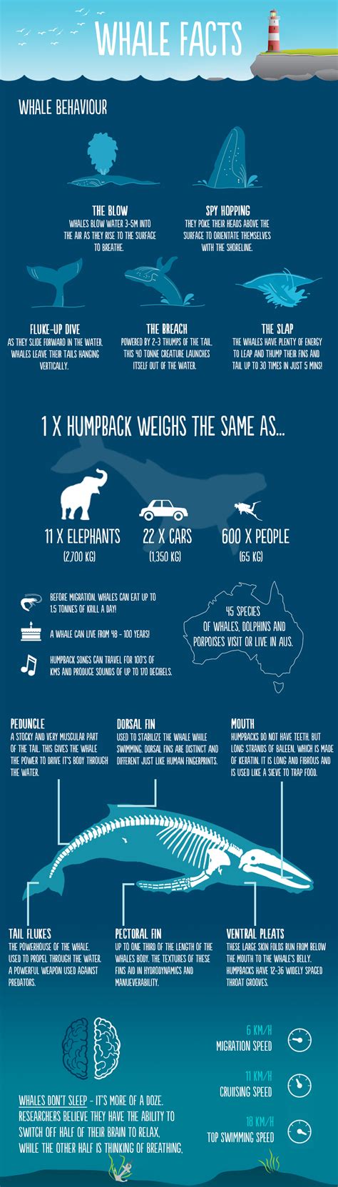 Whale Facts That Will Blow Your Mind Daily Infographic
