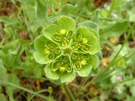 https://commons.wikimedia.org/wiki/File:Euphorbia_helioscopia_1.jpg