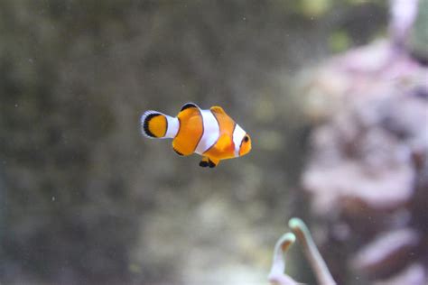 Baby Clownfish 2 By Citronvertstock On Deviantart