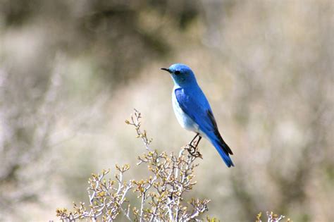 Mountain Bluebird Sialia Currucoides Natureworks