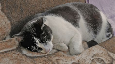 August begangen, um die katzen (und katzenartigen) an diesem tag in den fokus der aufmerksamkeit zu rücken. Weltkatzentag? - Verflixt --- Foto & Bild | tiere ...