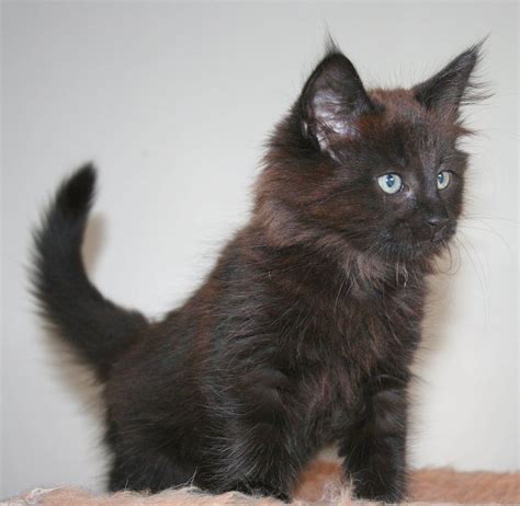 Norwegian forest cat black and white. Unlucky Together : CampHalfBloodRP