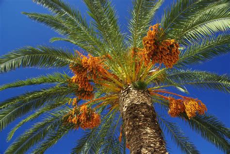 Pineapple Palm Tree Gardenerdy