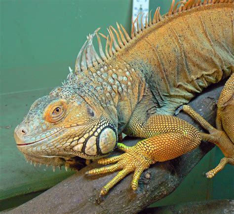 The Origin Of Reptiles Deceit Of Theory Of Evolution