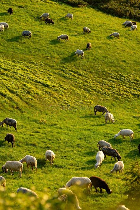 Sheeps Graze On A Mountain Meadow Among Lush Green Grass Stock Photo