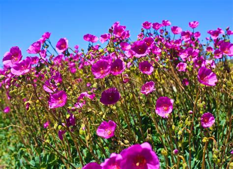 Pink Wildflowers In The Desert Of Eastern Washington Stock Photo