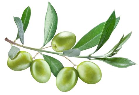What Are The Best Tips For Pickling Olives With Pictures