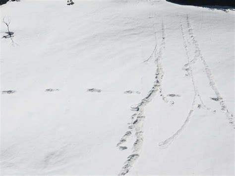 Yeti Footprints Indian Army Spots These In The Himalayas What Is