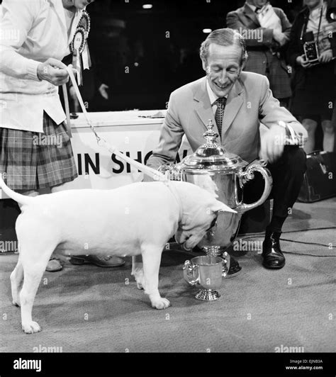 Britains Top Dog Is White Bull Terrier Champion Abraxas Audacity