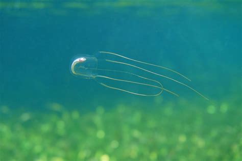 Box Jellyfish Facts Cubozoa