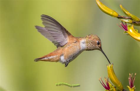 Allens Hummingbird In Flight 8733 Photo Taken With Cano Flickr