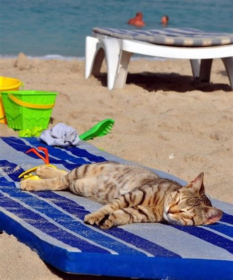 40 Cute And Funny Pictures Of Animals Enjoying Beach