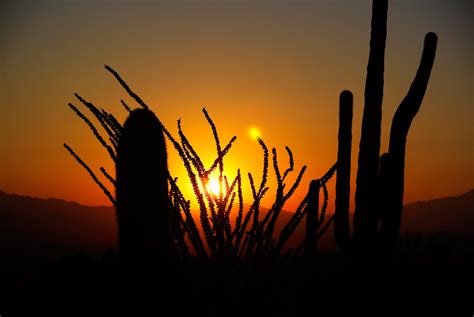 Cactus Sunrise Free Stock Photo Public Domain Pictures