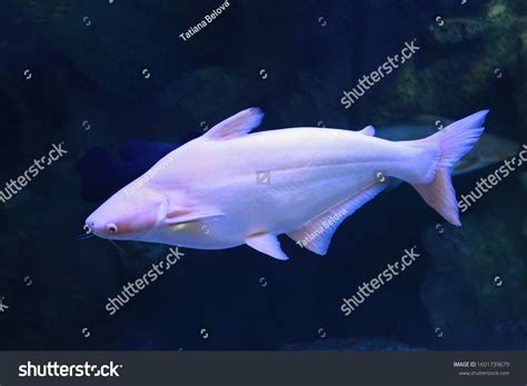Pangasius Catfish Pangasius Hypophthalmus Albino Freshwater Stock Photo