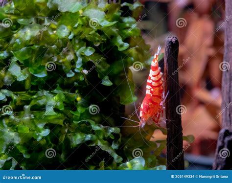 Red Fancy Tiger Dwarf Shrimp Stay On Timber Decoration And Turn Head To