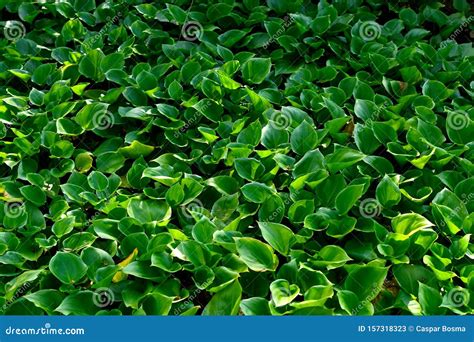 Dark Green Leafy Wild Plants Covering A Small Area Of A Marsh Stock
