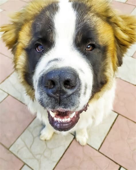 Moscow Guard Dog Brown Color Pet Fluffy And Beautiful Dog Stock