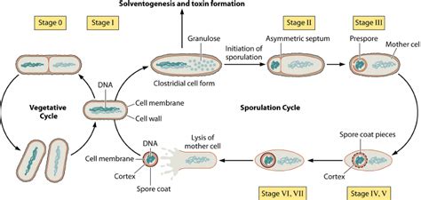 Formation Of Spores By Endospore Forming Bacteria Upon Sensing