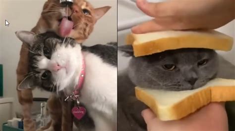 Try Not To Laugh 😆 To These Funny And Cute Cat Videos😆 Ep 1 Youtube