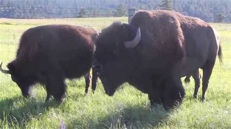 Sexy Bull Bison Talks Dirty To His Love Interest YouTube