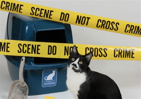 Cat Expert Steve Dale Talks About Cats Missing The Box