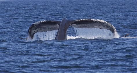 O Et Quand Voir Des Baleines Le Voyage Au Pays Des Baleines