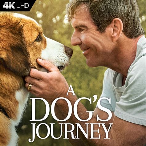 A Dogs Journey 2019 Movie Photos And Stills Fandango