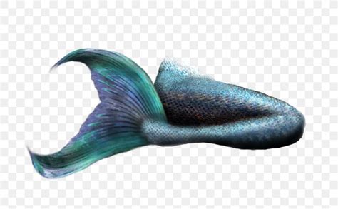 Mermaid Tail Png X Px Mermaid Legend Legendary Creature Merman Monofin Download Free