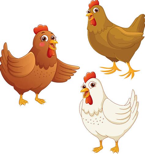 Live Chicken Illustrations Royalty Free Vector Graphics And Clip Art