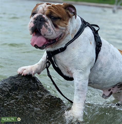 Stud Dog Male English Bulldog Looking For Stud Services