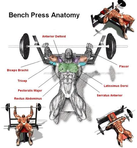 Do you have a flat weight bench at home? Advanced Bench Press Program For Strength and Size ...