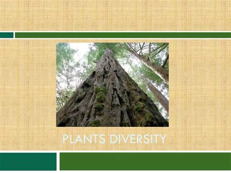 Ppt Plants Diversity Powerpoint Presentation Free Download Id1842706