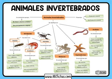 Los Animales Invertebrados Clasificación Y Tipos De Invertebrados