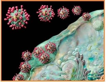 BIOLOGI GONZAGA: PENCERNAAN RESPIRASI EKSKRESI
