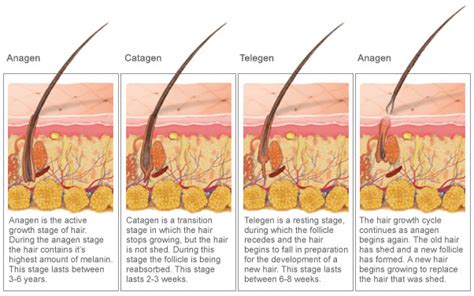 Avanti Electrolysis Stages Of Hair Growth