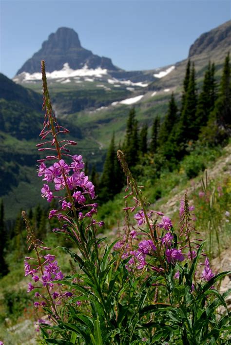 The Brag Worthy Beauty Of Montanas Wildflowers Glacier Country