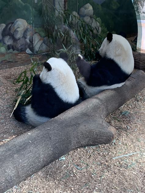 Panda Updates Monday January 11 Zoo Atlanta