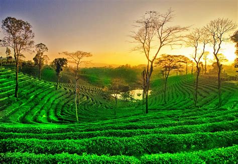 Assam Tea Garden Assam Tea Valley