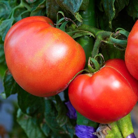 土づくりから手入れの方法まで！トマト栽培のコツ｜人気野菜の育て方｜honda耕うん機