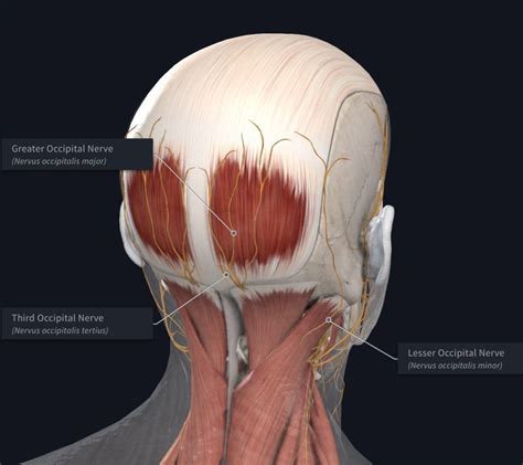 Occipital Neuralgia Treatment Ca Nerve Pain Treatment Santa Barbara