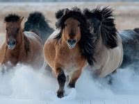 yakut pony ideas horse breeds horses equines