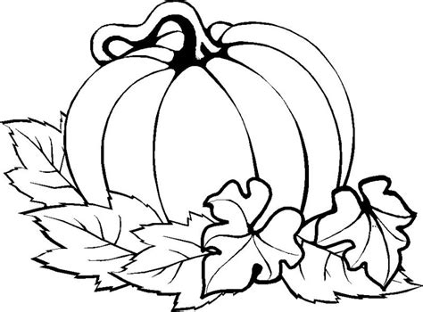 Pumpkin Line Drawing At Getdrawings Free Download