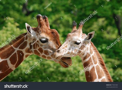 The Giraffe Giraffa Camelopardalis Is An African Even Toed Ungulate