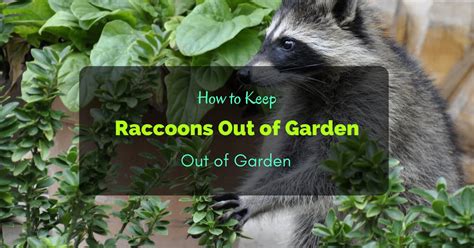 They can easily climb a tree or roof of your house in search of food, so no part of your garden is safe when it comes to raccoons. How to Keep Raccoons Out of Garden - 6 Ways