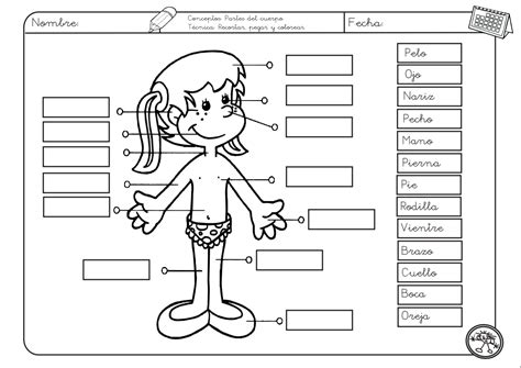 Ficha De Las Partes Del Cuerpo Imprimir Colorear Sexiz Pix