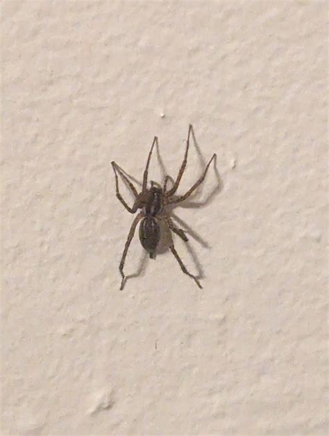 Quarter Sized Spider On My Wall Missouri Rspiders