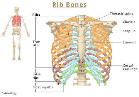 The Ribs Location Anatomy Functions And Labeled Diagram